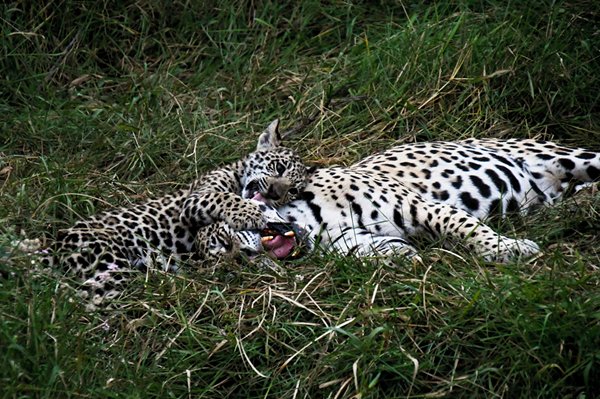 Jaguar speelt met welp in de Pantanal, Brazilië